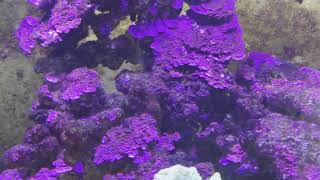 Coralline algae going crazy 😜 [upl. by Gorlin]