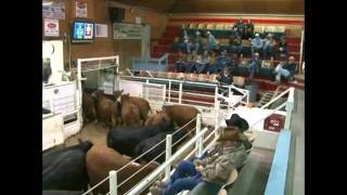 Torrington Livestock Auction [upl. by Mcneil]