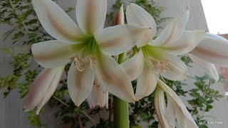 Care and propagation of crinum Lily milk and wine lily Sudarshan plant [upl. by Scevo292]