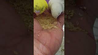 Hand feeding to budgies is on the way birds birdstv4u birdcage birdsloverresult bird viral [upl. by Lehteb321]