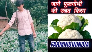 जाने फूलगोभी की उन्नत किस्म  फूल गोभी का खेती कब और कैसे Cauliflower foll gobhiVegetable farming [upl. by Kyre]