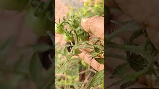 Easy tips to control tomato wilt  vatta rogam [upl. by Balcer896]