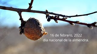 Los beneficios de la almendra [upl. by Abernon]