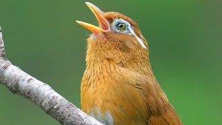 Chinese Hwamei Melodious Laughingthrush [upl. by Orestes43]