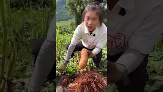 How to grow yacon  how to take its cuttings trending agriculture farming [upl. by Eugenius]