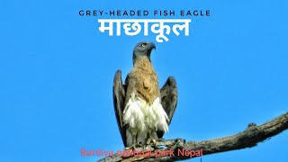 Greyheaded Fish Eagle माछाकूल Ichthyophaga ichthyaetus [upl. by Etra503]