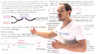 Ethanol and Lactic Acid Fermentation [upl. by Notnarb]