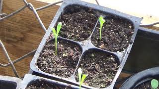 How To Start African Daisies From Seed And Seedlings Update How To Start osteospermum flower seeds [upl. by Harutak]