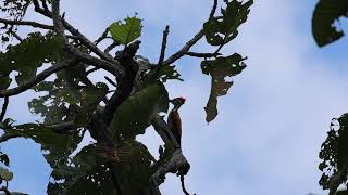 ត្រសេះតូចខ្នងភ្លើង  Common Flameback [upl. by Nollahs729]