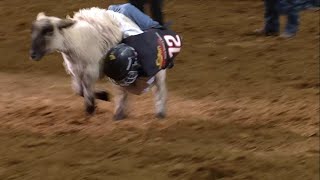 Mutton Bustin Competition  San Antonio Rodeo  Feb 21 2024 [upl. by Ardnasal]