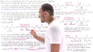 Oxidation of Fatty Acids [upl. by Aihc272]