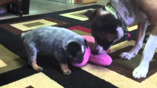 Blue Heeler puppy play time [upl. by Eddina]