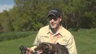 Pheasant Forever TV  Ep01 Training Young Dogs [upl. by Leroj]