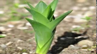 Drimia maritima or squill plant [upl. by Stauder]