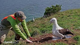 Royal AlbatrossQuarry Track chick weighed 1140 am 20220830 [upl. by Armelda]