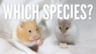 What is the BEST beginner hamster [upl. by Alisa]