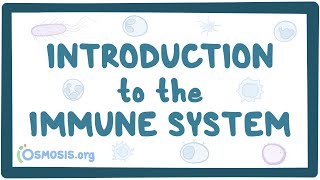 Introduction to the immune system [upl. by Oicnerual]