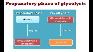 Glycolysis Preparatory Phase [upl. by Viridis]