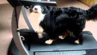 Bernese Mountain Dog loves the treadmill [upl. by Dong]