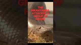 The Largest Snake In The World Is Attacking People inkanyamba inkanyambafound [upl. by Ainafets]