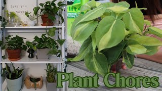 PLANTY CHORES my plant collection watering and my summer plans [upl. by Anauqahs]