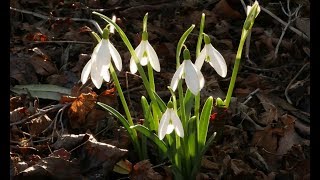 Bulb Log Video Diary Supplement Garden update at the end of January [upl. by Mahan]