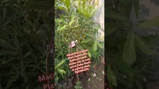 Macadamia Grafted Plant Rajamundry AP lots by train percel Today Ready  9637804575freefire [upl. by Lletnahc]