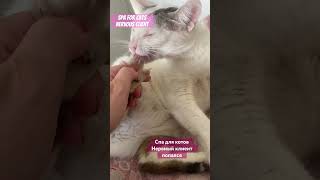 Spa for cats  Nervous client  спа для котов  нервный клиент Люся carelesswhispersaxophone cats [upl. by Moss]