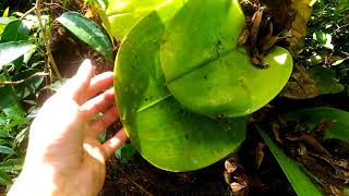 Super Big Bulbophyllum beccarii in its Natural Habitat [upl. by Nadda]