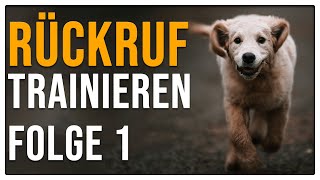 Perfekter Rückruf So kommt dein Hund zuverlässig  Rückruftraining Teil 1 [upl. by Mirabel291]