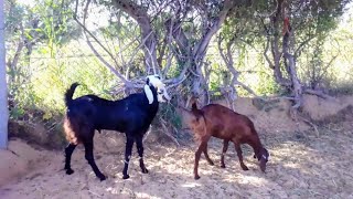 Desi Bakri Ki Awaaz St Goat Farming  Goat Sounds Video [upl. by Syla]