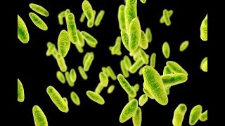 Bacteriología  Brucellas Pasteurella Yersinias y Francisella  170624 [upl. by Nibas]