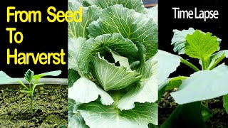 Cabbages Thriving from Tiny Seeds in 101 Days  Time Lapse [upl. by Alonso]