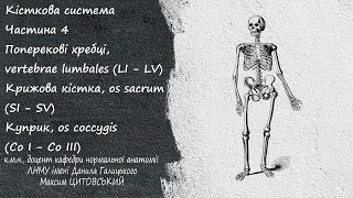 ОстеологіяЧастина 4Поперекові хребці vertebrae lumbalesКрижова кістка os sacrum [upl. by Mercado]