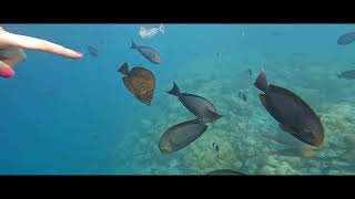 2023 12 14 MALDIVES  EMERALD FAARAFUSHI  JETTY SNORKELLING [upl. by Ahsael]