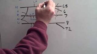 Draw the Brachial Plexus in 10 seconds [upl. by Obala441]