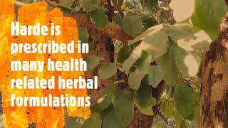 Benefits of Harde Terminalia chebula [upl. by Benkley]