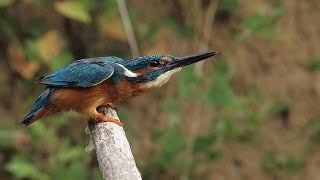 Le martinpêcheur en action [upl. by Maer192]