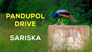 Pandupol Drive  Sariska Tiger Reserve 2023 Vanbagh Sariska  4K Video Hindi  हिन्दी [upl. by Notsyrb]