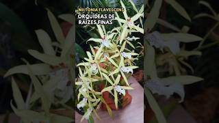 Miltonia Flavescens floração e dicas de Cultivo 👆🏻 vídeo completo disponível no canal 👆🏻 oncidium [upl. by Huston]