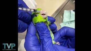 Avian Intranasal Sedation [upl. by Acinet957]