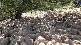 Fête de la Transhumance au col de Rousset 2015 Drôme  France [upl. by Enirahtac961]