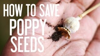 How to Save Poppy Seeds [upl. by Camile410]