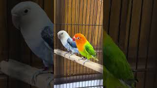 Blue Opaline and Green Opaline split palefellow lovebirds [upl. by Isola]