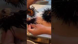 Worlds MOST DELICIOUS Food is INSIDE a Sea Urchin shorts [upl. by Nenney]