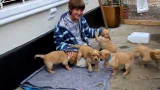 2014 Golden Retriever Puppies  4 Weeks Old [upl. by Aihsinyt394]