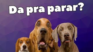 5 SONS PAVOROSOS PARA OS CACHORROS [upl. by Gnemgnok]