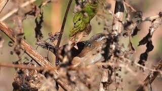 Marsh Wren [upl. by Fox421]