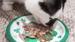 Natures Promise Cat Food Review and MUKBANG ASMR Cat Eating Sounds [upl. by Ag957]