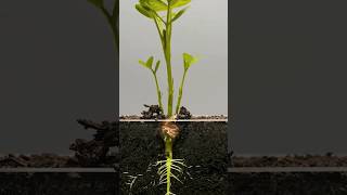 Plant growing time lapse in natureforest growing time lapsetimelapse plant planting seeds water [upl. by Bohrer]